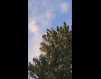 Squirrel on tree throw pine cones people