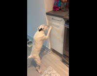 White dog keeps wiping the kitchen cabinet
