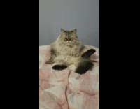 Cat white pet sit grumpy bed sheets