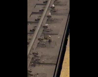 Collab Subway Creatures - Two rats fight over dropped food tracks