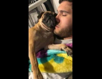 Dog sleeps on man chest leans face