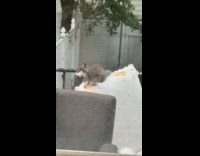 Squirrel on fire escape eat the chair