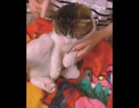 Girl brushes brown white cat pink brush 