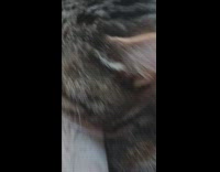 Close up cat face lick the camera