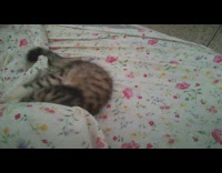 Kitten cat plays bites white flower blanket 