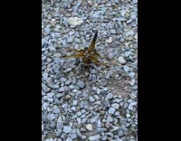 Large dragonfly on ground pebbles green rope