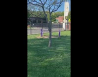 Squirrel climbing down a tree carrrying a pizza in mouth 