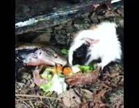 Skink and guinea pig eat salad worm