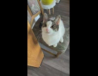 Cat on chair stare at hair tie