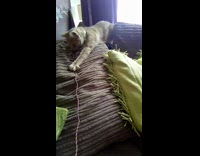 white cat jumping towards charger 