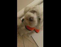 Small white dog wears orange raincoat guy