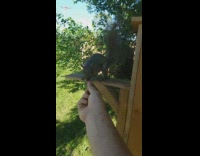 Squirrel grabs and eats almond from filmer