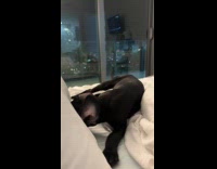 Dog stops barking bluey played on tv