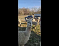 Guy surrounded by alpacas zoom in face