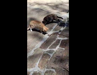 Two cats interested on snake on ground
