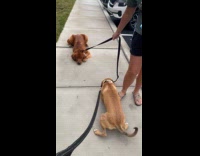 Collab Clips MPUGC - Dogs greet each other in a sweet way