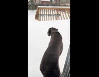 Dog playing in snow for the first time