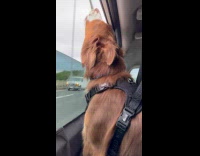 Brown dog on car window howl with sire