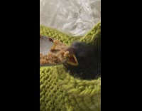 Guy spoon feeds newborn baby bird 