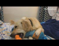 tan dog laying on bed biting on blue pillow