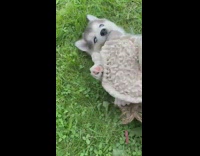 Husky puppy dog plays turtle toy grass