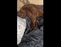 Cat Stretches Paws while Laid on Blanket