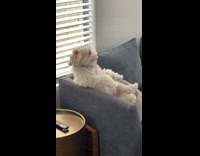 White dog on couch sitting like human