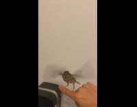 Bird on moving finger flutters its wings 