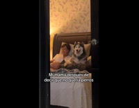 Collab ClipsIG - Husky lays down on bed with mom