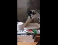 Pet cat steals food on the plate with its paws