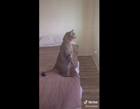 Collab BitchMP - Grey cat standing up on bed looking out window