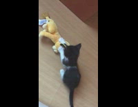Black white kitten plays with simba toy 