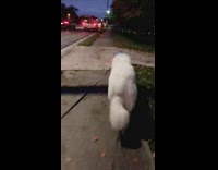Large white dog black leash walks sidewalk