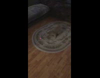 Grey cat chases red laser pointer rug 