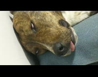 Dog sleep while face twitch  tongue out
