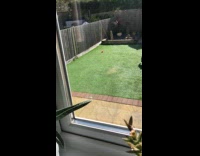 Dog plays with stick on the backyard