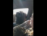 Yak animal sticks head through car window 