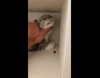Filmer rub chin of cat in shelf