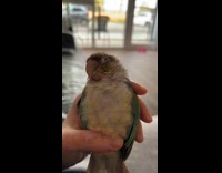 Person hold pet bird sleep eyes closed