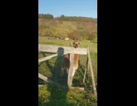 Brown alpaca make funny mouth noise farm