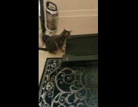 Cat tries to get on moving treadmill 