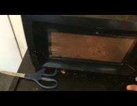 Flies inside the microwave is still alive