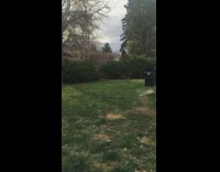 Pet dog runs while puppies behind follows