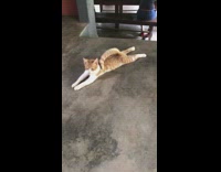 Orange cat lays with tail on back 