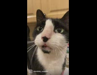 Cat with spot under chin meow and purrs at camera 