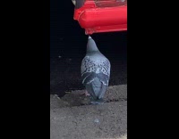 Pigeon drinking dirty taco truck water