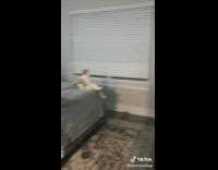 Dog and cat watch TV together