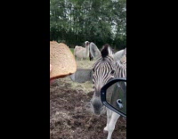 Guy feed zebra then llama suddenly appears