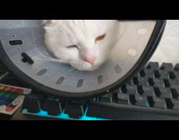 White cat lays on computer keyboard cone 