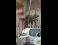 Two brown goats fight top of car